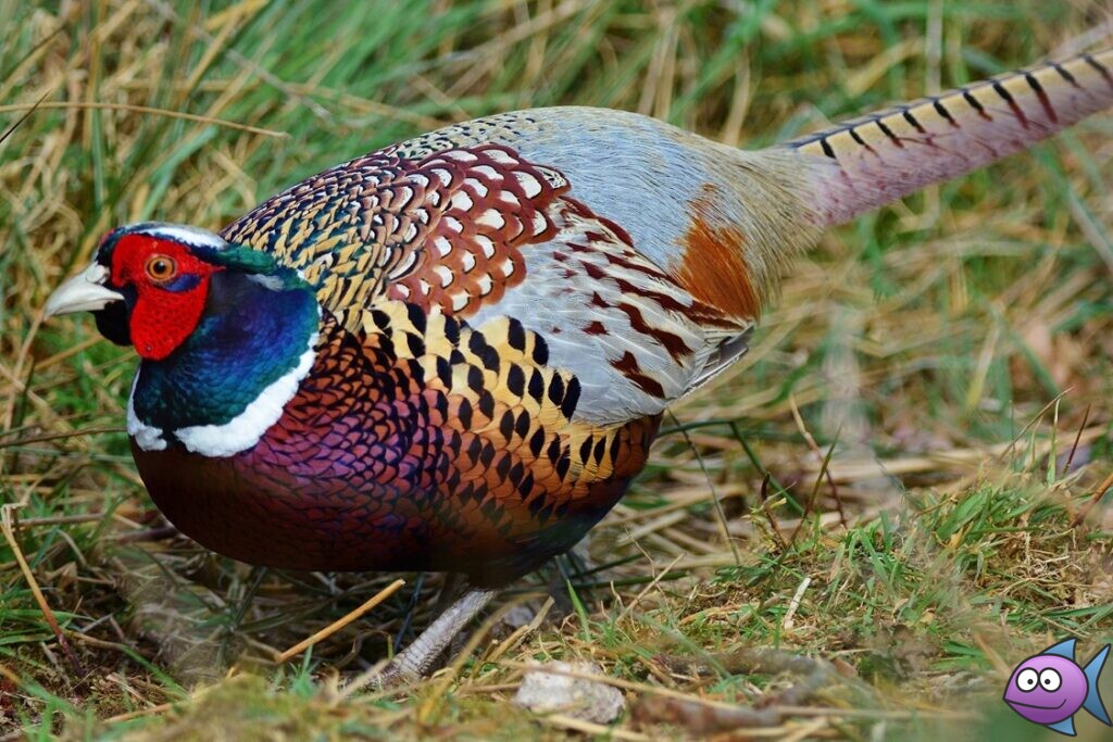 описание фазана