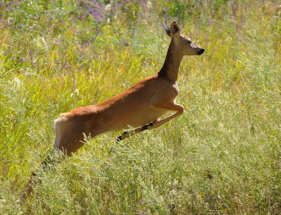 Европейская косуля