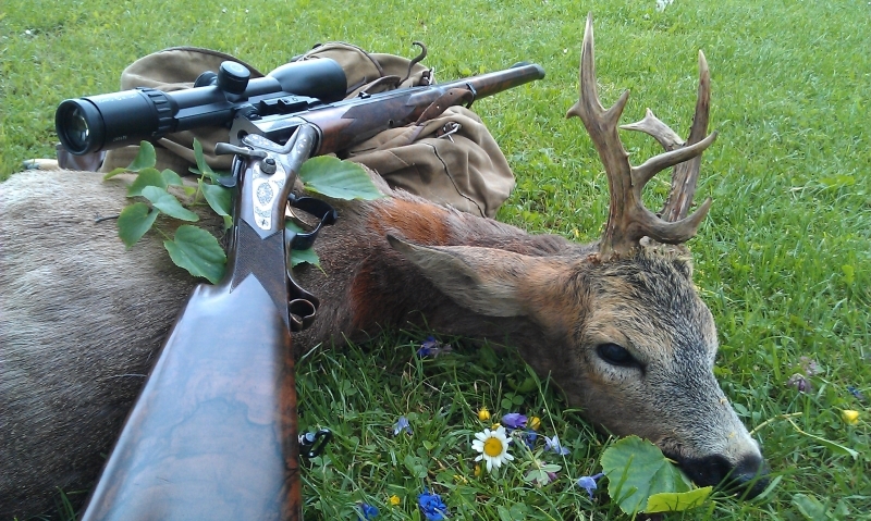 охота на косулю