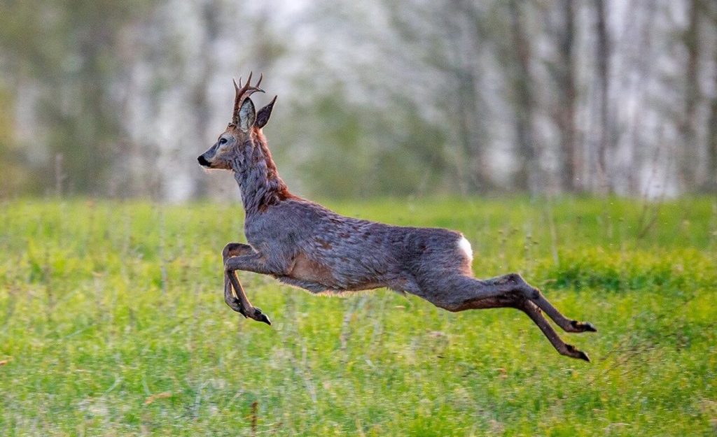 охота на косулю