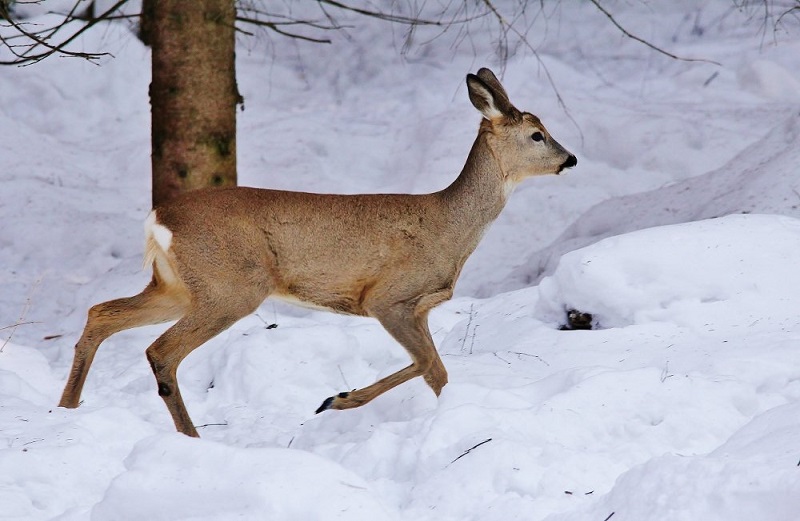 охота на косулю