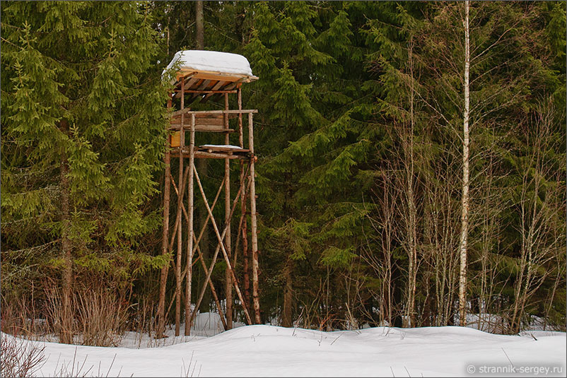 охота на косулю