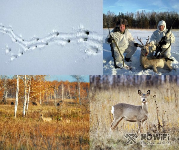 Охота на косулю осенью и зимой