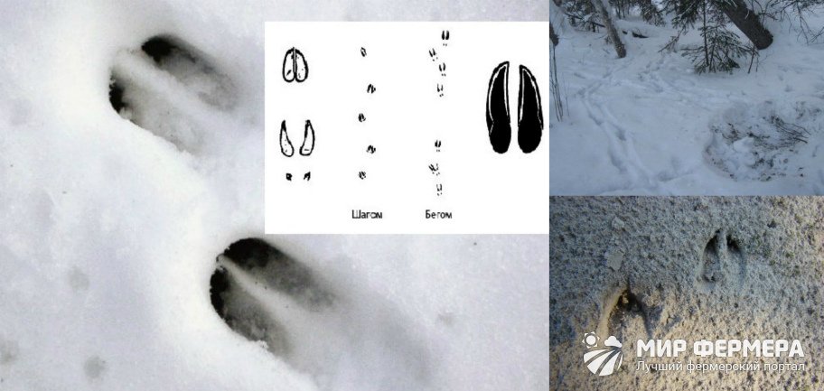 Как читать следы косули