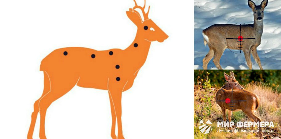 Как подстрелить косулю