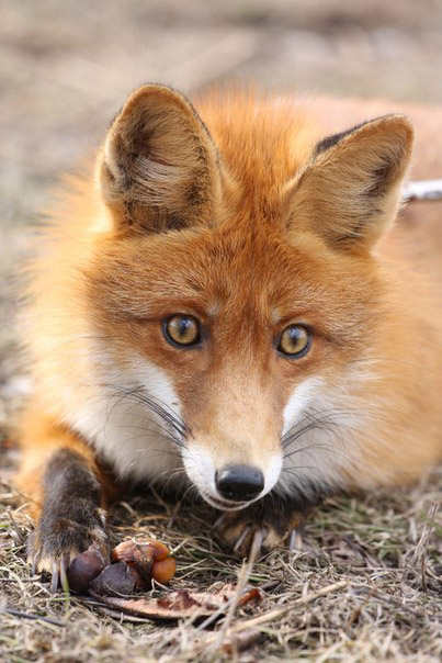 Охота на лису, охота на лисицу, ружье на лису, патроны на лису, охота на лису с гончими, охота на лису с норными, охота на лису с подхода, тактика охоты на лису, ружье и патроны для охоты на лису