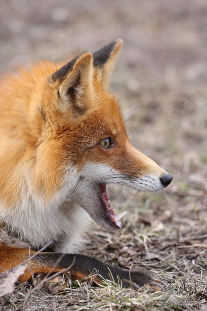 Охота на лису, охота на лисицу, ружье на лису, патроны на лису, охота на лису с гончими, охота на лису с норными, охота на лису с подхода, тактика охоты на лису, ружье и патроны для охоты на лису