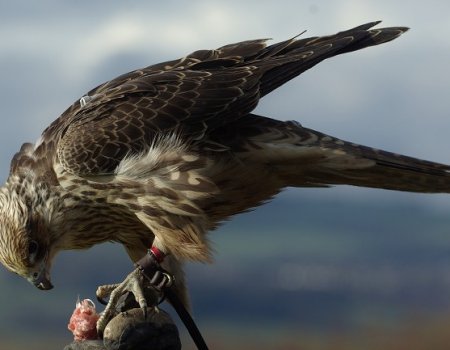 Охота с соколом балобаном