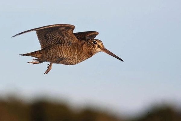 Охота на вальдшнепа, тяга, охота на вальдшнепа весной, вальдшнеп на тяге, весенняя охота на вальдшнепа, охота на вальдшнепа на тяге, весенняя тяга вальдшнепов, охота на вальдшнепа на высыпках, весенняя охота, где искать вальдшнепа, какой будет тяга, массовый пролет вальдшнепа, охота на вальдшнепа в Подмосковье