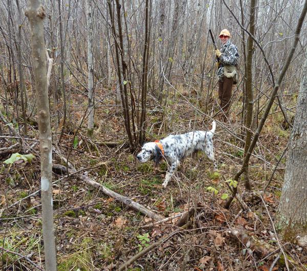 Охота на вальдшнепа на тяге