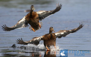 охота на утку