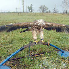 восьмой всероссийский слёт сокольников