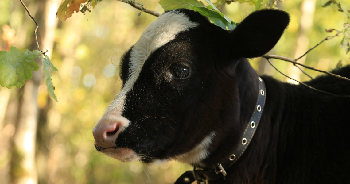 «ЭТНОФЕРМА» в ЭТНОМИРе
