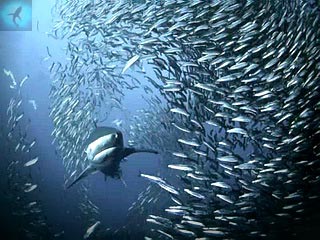 акула в косяке рыб