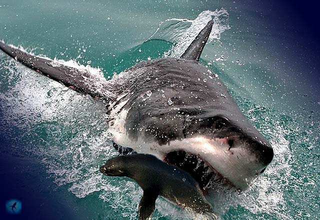 охота акулы на котика