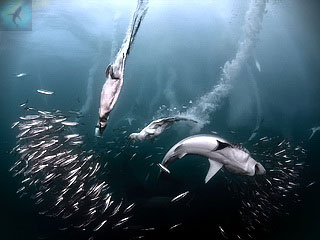 коллективная охота акул и олуш на сардин