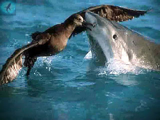 охота тигровой акулы