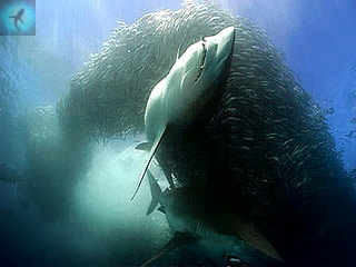 охота короткоперой серой акулы