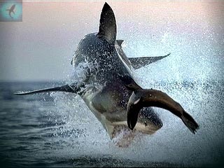 охота большой белой на тюленя