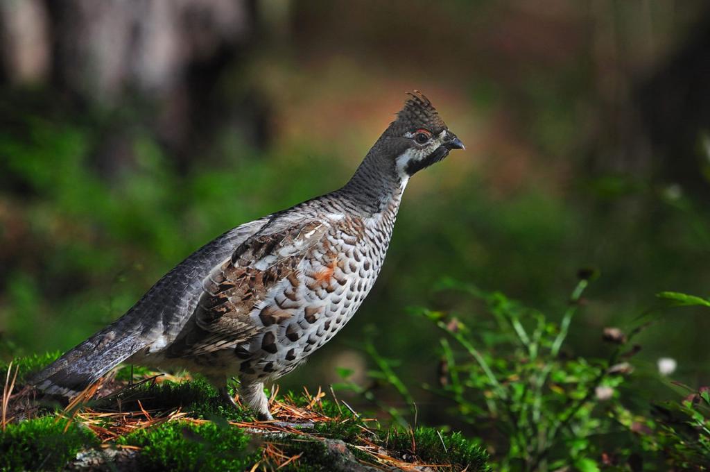 Красивый рябчик