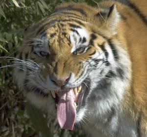 флемен у самца тигра