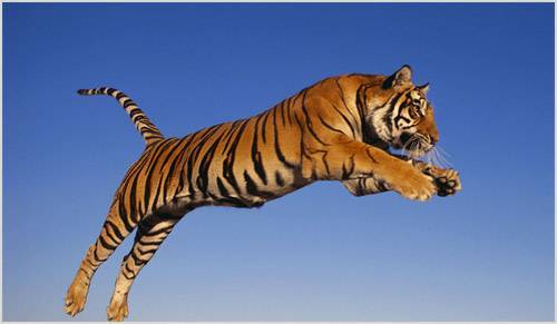 Прыжок тигра