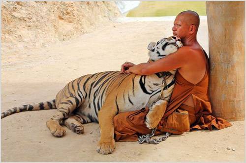 Монах сидит в обнимку с тигром