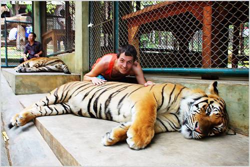 Тигр в зоопарке