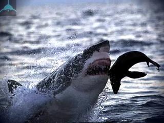 как акулы охотятся на добычу