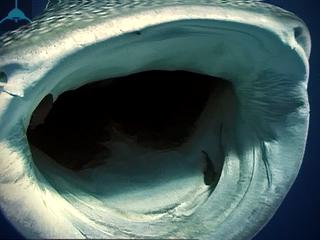 охота китовой акулы