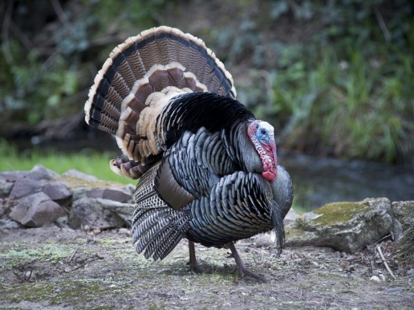 Правила забоя индюков в домашних условиях