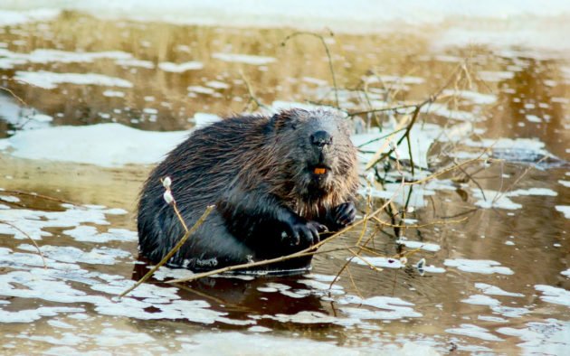 Линька происходит весной и осенью