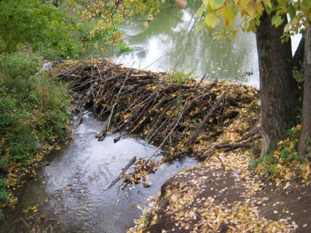 Плотина построенная бобрами