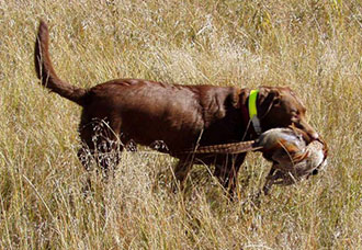 Охота с собакой на фазана