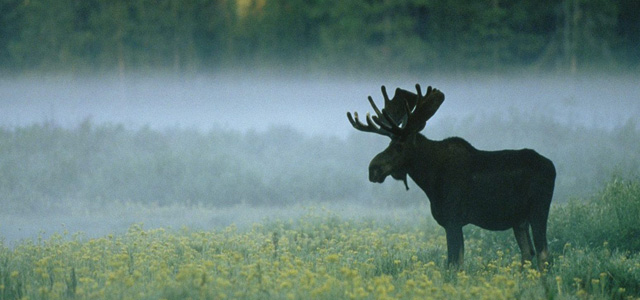 Охота на лося с лайкой