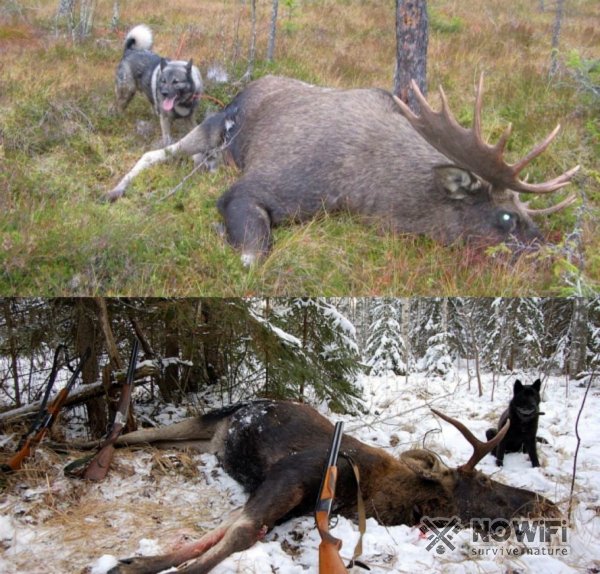 Охота на лося осенью