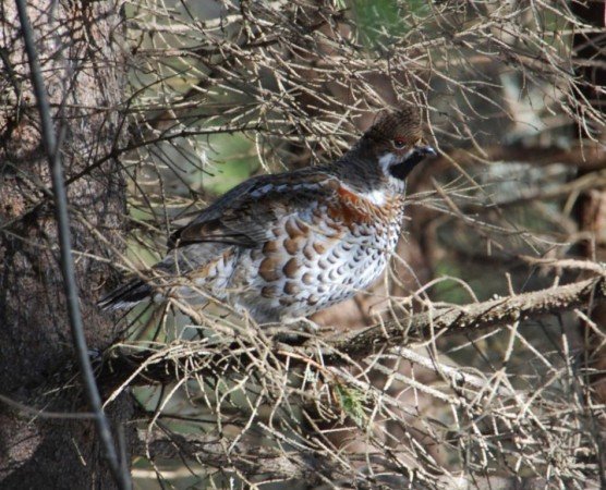 рябчик на дереве