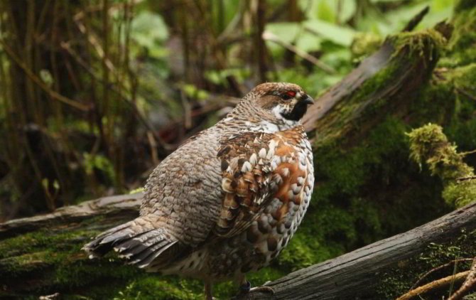 Рябчик в лесу