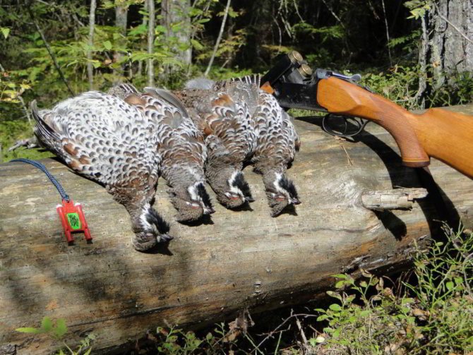 Застреленные рябчики