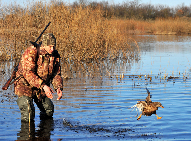охота на уток
