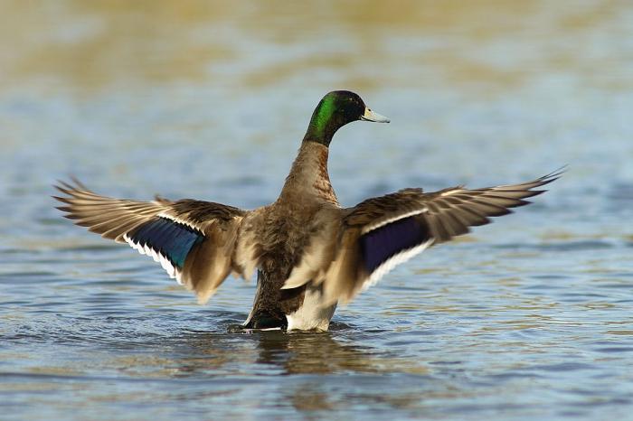 охота на уток