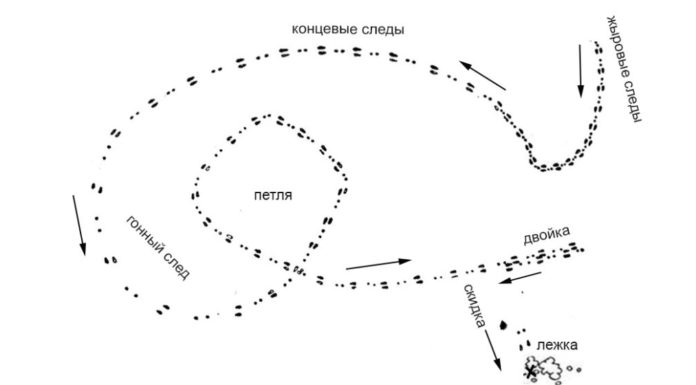 Следы зайца