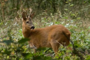 Разновидности охоты на косулю