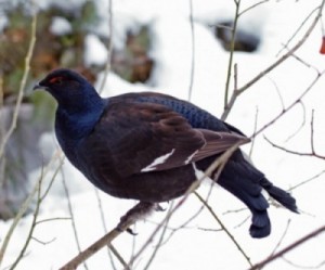 Интересное увлечение - охота на тетерева