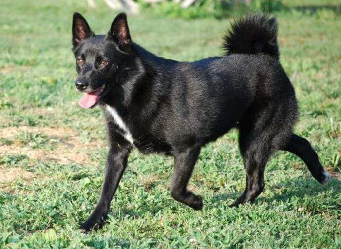 Норвежский черный элкхунд