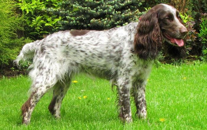 Русский охотничий спаниель
