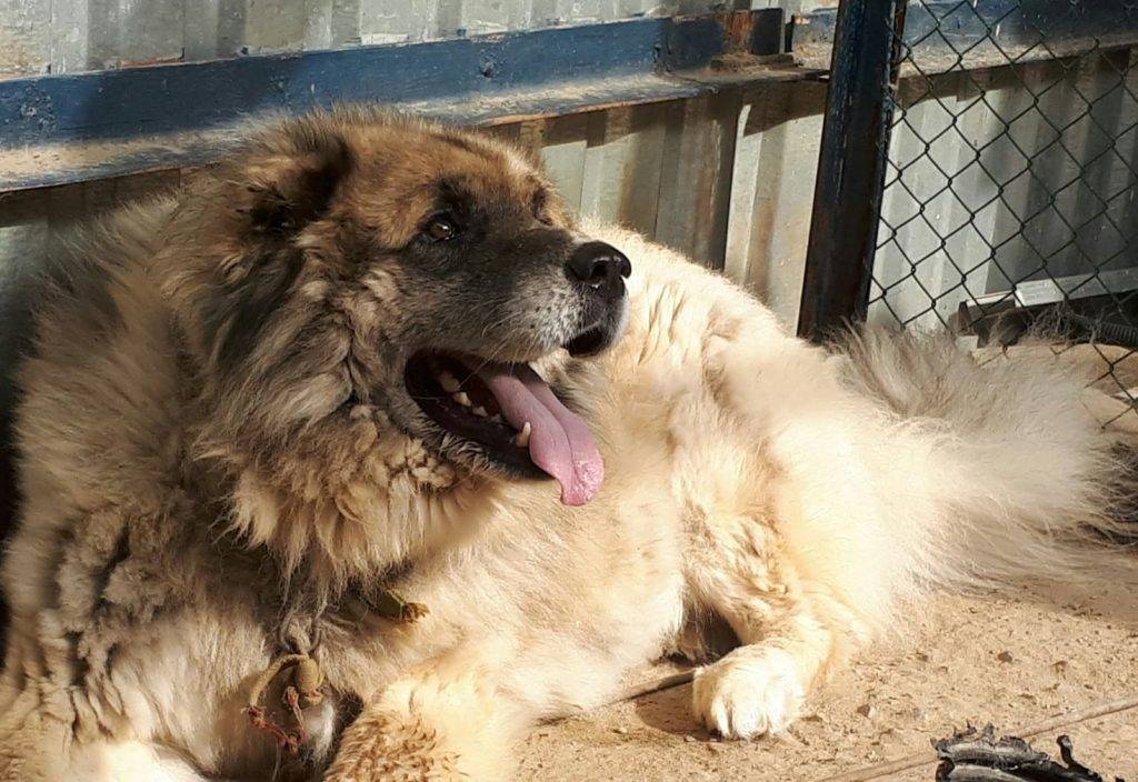 Чего боятся лисы