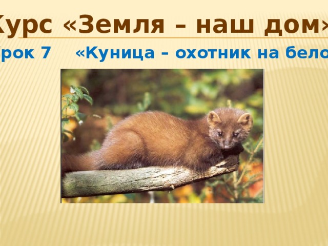 Курс «Земля – наш дом» Урок 7 «Куница – охотник на белок»