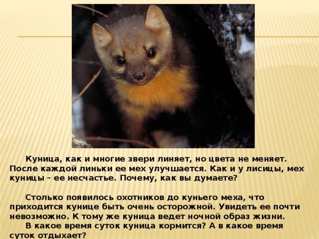 Куница, как и многие звери линяет, но цвета не меняет. После каждой линьки ее мех улучшается. Как и у лисицы, мех куницы – ее несчастье. Почему, как вы думаете? Столько появилось охотников до куньего меха, что приходится кунице быть очень осторожной. Увидеть ее почти невозможно. К тому же куница ведет ночной образ жизни. В какое время суток куница кормится? А в какое время суток отдыхает?