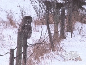 Преимущество Kat Swenski, Комиксы, Гифка с предысторией, Гифка, Сова, Лиса, Перевел сам, Длиннопост, Мышкование